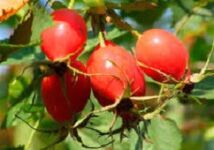 Përfitimet e vitaminës P për trurin